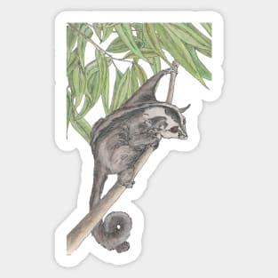 Sugar glider Sticker